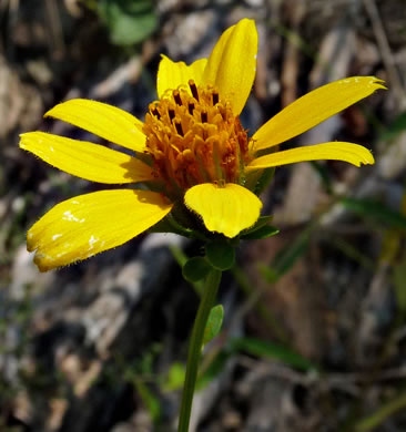 image of Jamesianthus alabamensis, Alabama Warbonnet