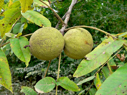 image of Juglans nigra, Black Walnut