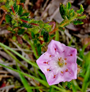 image of Kalmia hirsuta, Hairy Wicky, Kalmiella