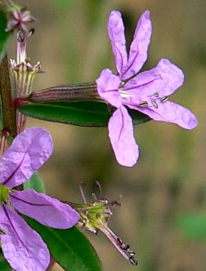 image of Lythrum alatum, Northern Winged Loosestrife