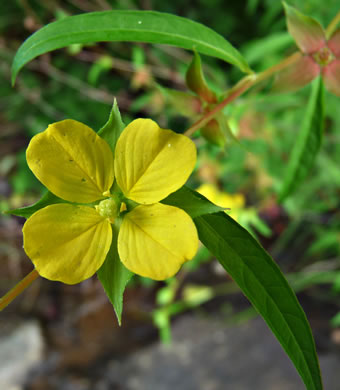 image of Ludwigia alternifolia, Alternate-leaf Seedbox, Bushy Seedbox