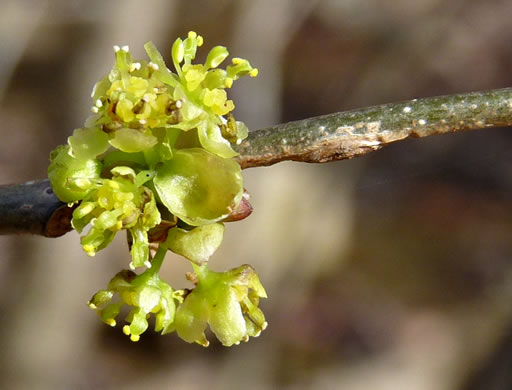 image of Lindera benzoin, Northern Spicebush, Wild Allspice