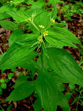 image of Lithospermum latifolium, American Gromwell, Broadleaf Gromwell, Broadleaf Puccoon