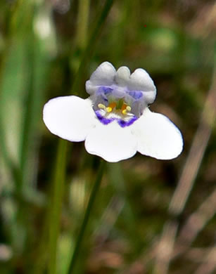 image of Lindernia monticola, Flatrock Pimpernel, Riverbank Pimpernel, False Pimpernel, Piedmont Pimpernel