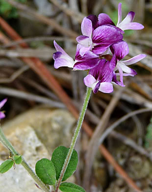 image of Lespedeza procumbens, Downy Trailing Lespedeza, Trailing Bush-clover