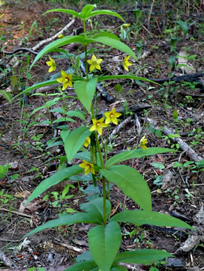 image of Lysimachia quadrifolia, Whorled Loosestrife