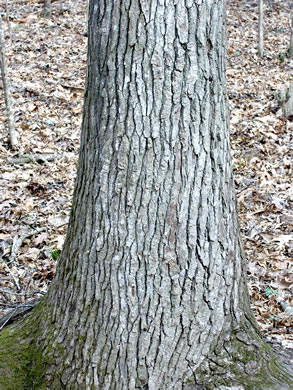 image of Liquidambar styraciflua, Sweetgum