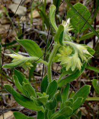 image of Lithospermum virginianum, Virginia Marbleseed, Virginia False Gromwell, Pineland Marbleseed