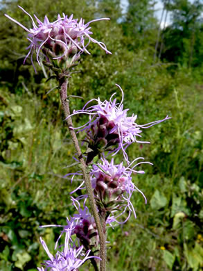 image of Liatris aspera, Rough Blazing-star