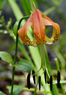 image of Lilium michauxii, Carolina Lily, Michaux’s Lily