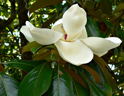 image of Magnolia grandiflora, Southern Magnolia, Bull Bay