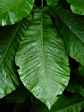 Magnolia macrophylla, Bigleaf Magnolia, Large-leaved Magnolia, Umbrella Tree