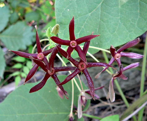 Matelea obliqua, Northern Spinypod, Limerock Milkvine, Climbing Milkvine