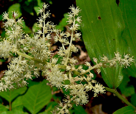 image of Maianthemum racemosum, False Solomon's Seal, Eastern Solomon's Plume, May-plume