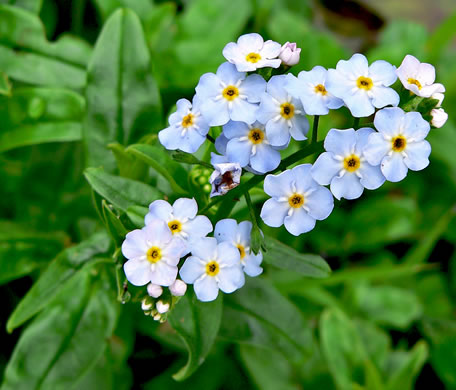 image of Myosotis scorpioides, Water Scorpion-grass, True Forget-me-not