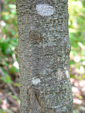 image of Magnolia tripetala, Umbrella Magnolia, Umbrella-tree