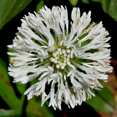 image of Marshallia obovata var. obovata, Piedmont Barbara's-buttons, Spoon-leaved Barbara's-buttons, Spoon-shaped Barbara's-buttons