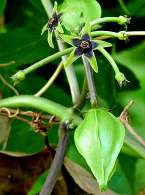 image of Gonolobus suberosus var. suberosus, Eastern Anglepod