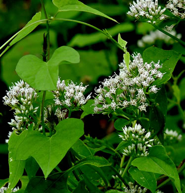 image of Mikania scandens, Climbing Hempweed