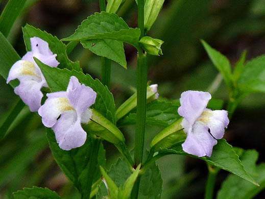 Mimulus alatus, Winged Monkeyflower, Sharpwing Monkeyflower