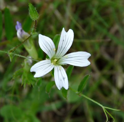 image of Sabulina patula, Lime-barren Sandwort, Glade Sandwort