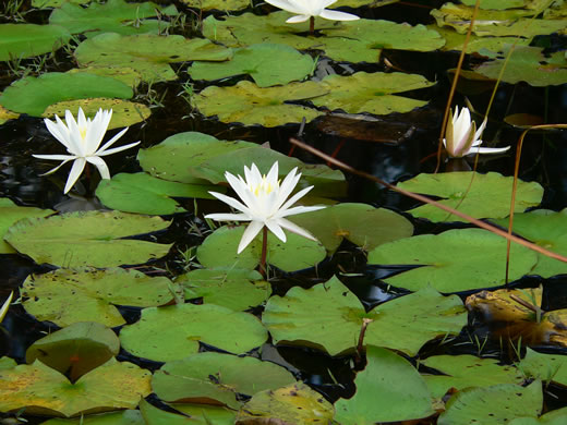 image of Nymphaea odorata ssp. odorata, Fragrant White Water-lily, American Water-lily, Sweet Water-lily, White Water-lily