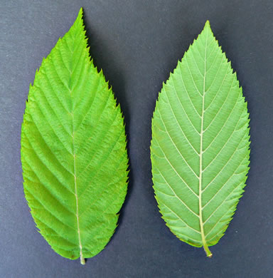 Ostrya virginiana, American Hop-hornbeam, Ironwood, Eastern Hop-hornbeam, Leverwood