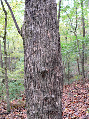 image of Ostrya virginiana, American Hop-hornbeam, Ironwood, Eastern Hop-hornbeam, Leverwood