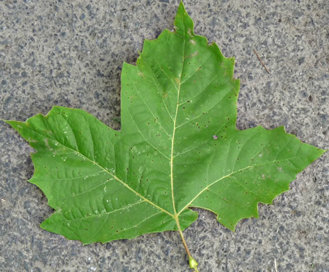 image of Platanus ×hispanica, London Planetree