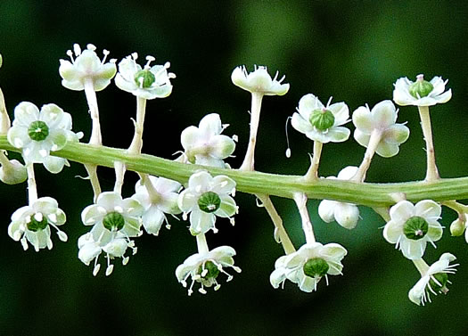 image of Phytolacca americana, Common Pokeweed, Poke