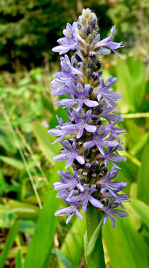 image of Pontederia cordata var. cordata, Heartleaf Pickerelweed, Wampee