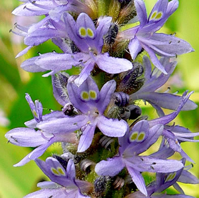 Pontederia cordata var. cordata, Heartleaf Pickerelweed, Wampee