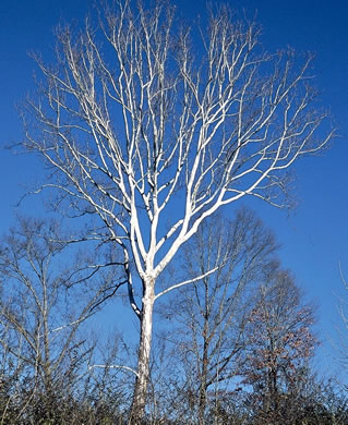 image of Platanus occidentalis var. occidentalis, American Sycamore, Planetree