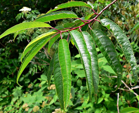 image of Prunus pensylvanica, Fire Cherry, Pin Cherry