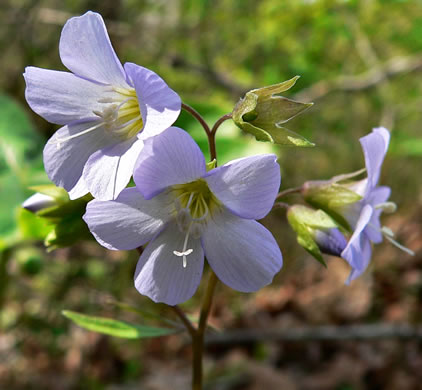 image of Polemonium reptans var. reptans, Spreading Jacob's-ladder, Creeping Jacob's-ladder, Greek Valerian