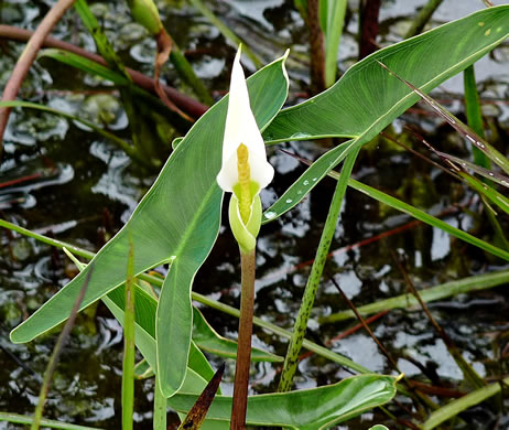 White Arrow-arum