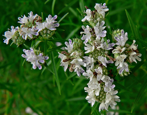 image of Pycnanthemum tenuifolium, Narrowleaf Mountain-mint, Slender Mountain-mint, Savanna Mountain-mint