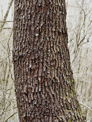 image of Tamala borbonia, Upland Redbay, Tisswood