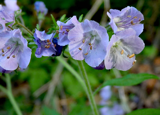 image of Phacelia bipinnatifida, Fernleaf Phacelia, Purple Phacelia, Forest Phacelia