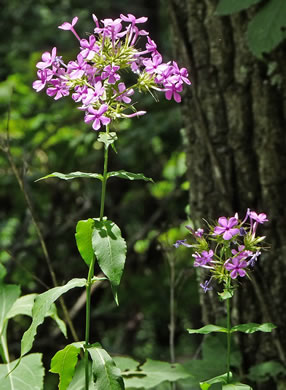 image of Phlox amplifolia, Broadleaf Phlox, Largeleaf Phlox