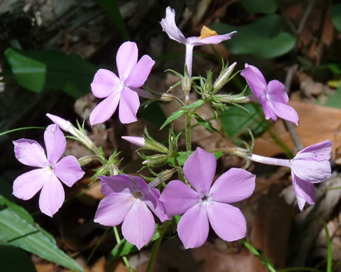 image of Phlox pilosa ssp. pilosa, Downy Phlox