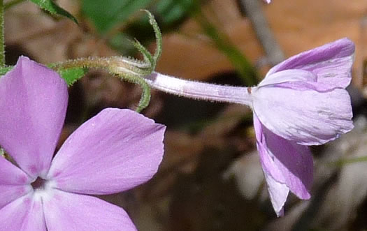 image of Phlox pilosa ssp. pilosa, Downy Phlox