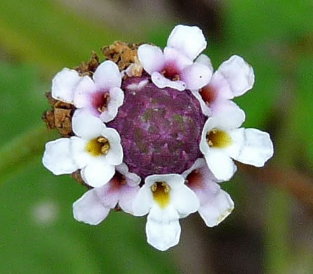 image of Phyla nodiflora, Creeping Frogfruit, Capeweed, Turkey-tangle, Sawtooth Frogfruit