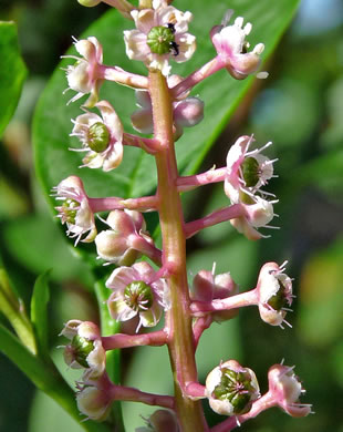 image of Phytolacca rigida, Maritime Pokeweed