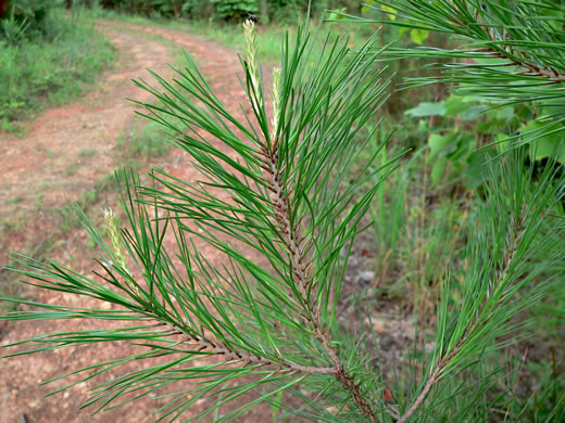 image of Pinus echinata, Shortleaf Pine, Yellow Pine, Rosemary Pine