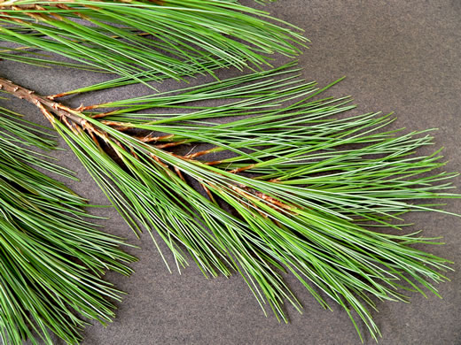 image of Pinus strobus, Eastern White Pine