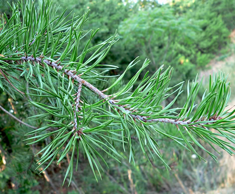 image of Pinus virginiana, Virginia Pine, Scrub Pine, Jersey Pine, Possum Pine