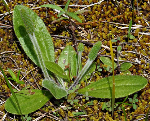 image of Plantago virginica, Virginia Plantain, Southern Plantain, Paleseed Plantain, Hoary Plantain