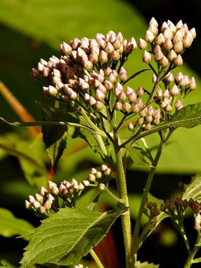 image of Pluchea camphorata, Common Camphorweed, Camphor Pluchea, Marsh Fleabane