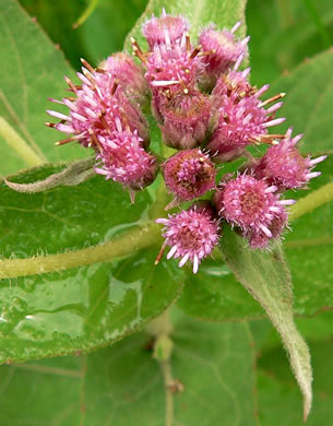 image of Pluchea baccharis, Rosy Camphorweed, Rose Fleabane, Savanna Fleabane, Marsh Fleabane